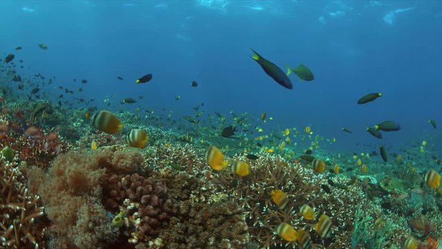 Colorful coral reef with plenty fish. Anthias, Damselfishes, Wrasses and Butterflyfishes. 4k footage