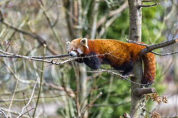 Red Panda sleeping