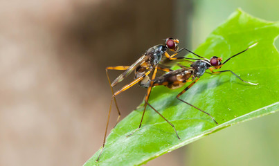 Close up long-legged flies breeding on green leaf