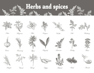 Set Herbs and spices. Sketch vector vintage