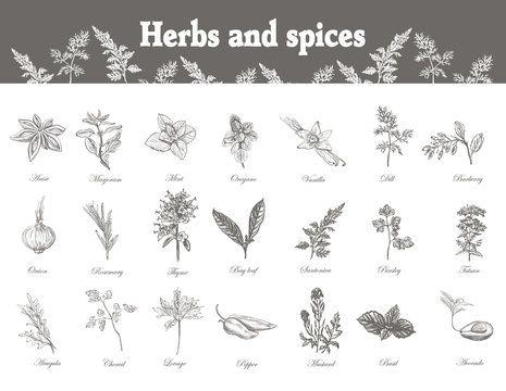 Set Herbs and spices. Sketch vector vintage