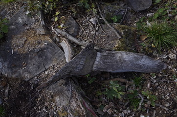 formes de la nature