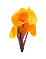 Orange canna lily flowers on white background. Clipping path