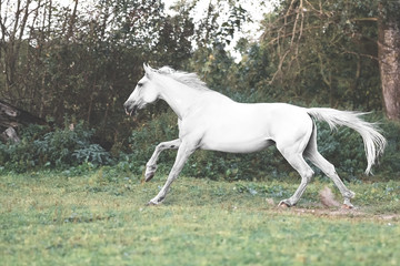 Fototapeta na wymiar White horse Orlov Trotter galloping on liberty