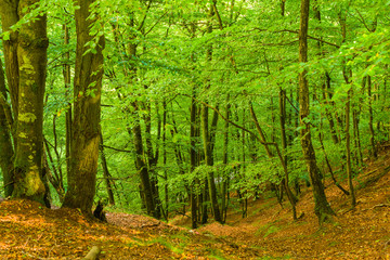 Fototapeta na wymiar Young beech trees on a slope in the forest. Lush green leaves on trees and brown old ones on the ground.