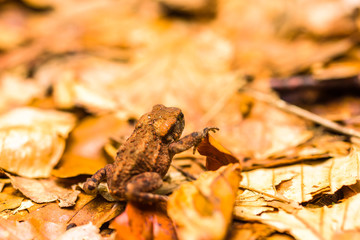 Young common toad (Bufo bufo), aka European toad, on the forest floor with dry beech leaves, animal seen from the side and behind.