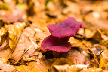 Obraz premium Two amethyst deceiver (Laccaria amethystine) mushrooms on the beech forest floor.