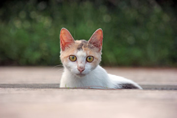 のぞき見している三毛猫