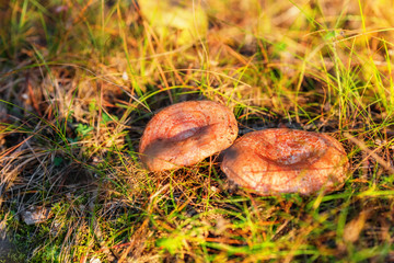 Mushroom lactarius deliciosus