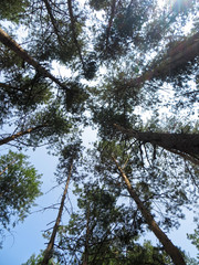 Tall trees in a forest. Looking up