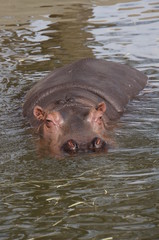 Fototapeta premium カバ