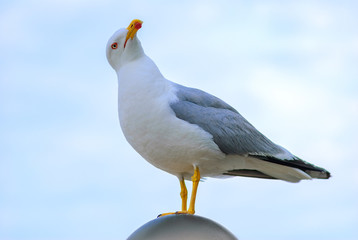 white bird seagull