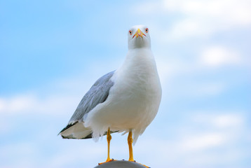 white bird seagull