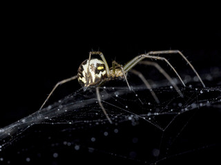 Spider on Cobweb