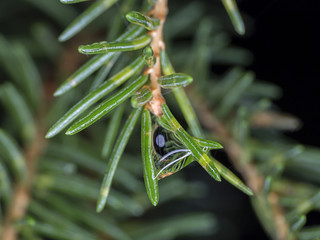 Spruce Twig Close Up