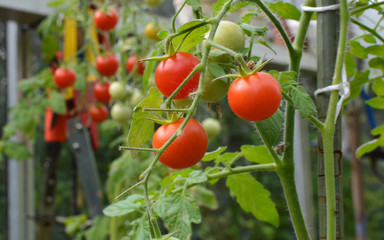 Tomates cerises