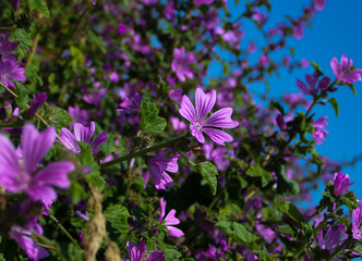 Obraz premium Violette Blüten (Storchschnabel)