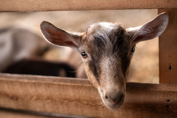 Goat in the paddock