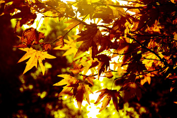 Autumn. Fall. Autumn trees and leaves in sun rays