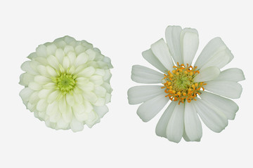 Obraz premium White zinnia with isolated white background