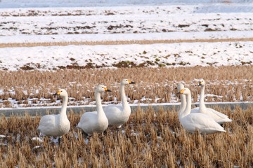 Tundra swan (Cygnus columbianus) in Japan