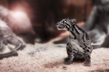 Fototapeta premium Young Clouded Leopard