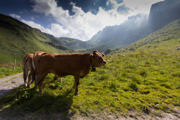 Fototapeta na wymiar Rind mit Kuhglocke grasend auf einer Almwiese