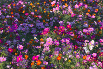 Cosmos Flowers 