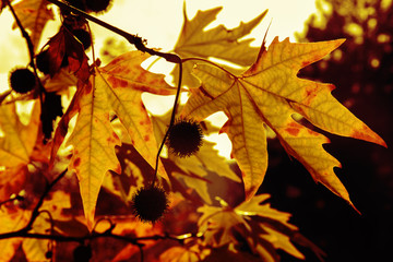 Naklejka na ściany i meble Autumn. Fall. Autumn trees and leaves in sun rays