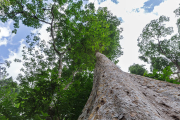Big tree and brown bark with green leaves under beautiful blue sky