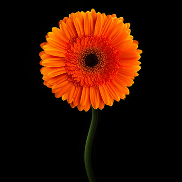 Fototapeta Orange gerbera with stem isolated on black background