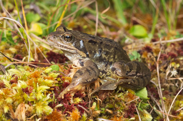 European common brown frog (Rana temporaria) on the Alps 