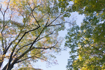 Autumn tree in a park at sunset