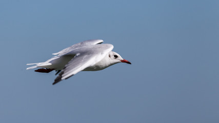 Obraz premium flying seagull