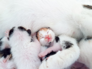 Fototapeta premium Yavru Kediler