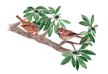 Sparrow birds sketch background. Hand drawn painting illustration.
