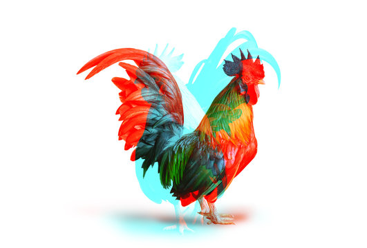 Double Color Exposure of Bantam Chicken isolated on white background.