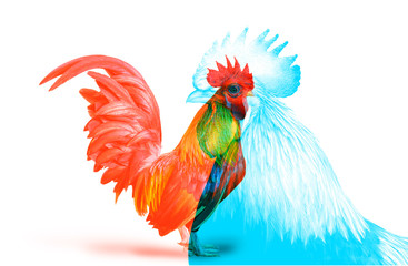 Double Color Exposure of Bantam Chicken isolated on white background.