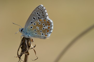 Papillon la Thècle de l'Acacia 