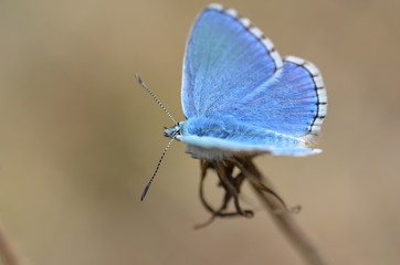 Obraz premium Papillon Le Bel-Argus l'Azuré bleu céleste
