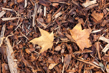 Bark mulch and autumn maple leaves