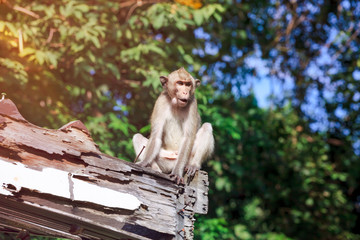 Adorable monkey sitting on a moldy wood on blurred nature background