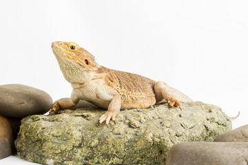 Bearded Dragon