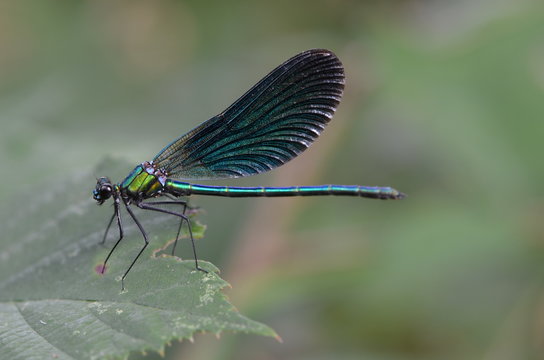 libellule bleu verte