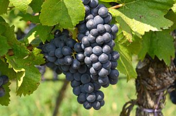 Rotwein, Trauben, Weingarten, Winzer