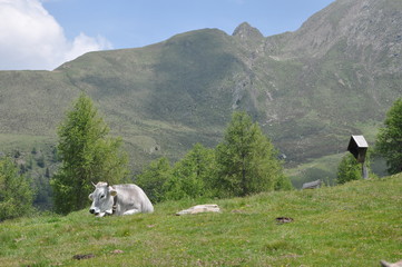 Meran 2000