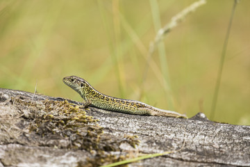 Lizard