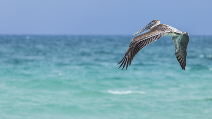 Pelican