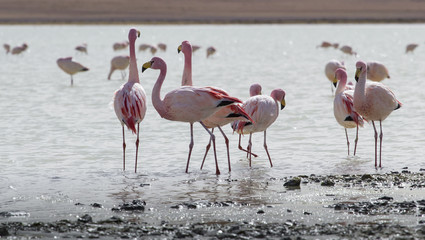 Flamingos on lake in Andes, the southern part of Bolivia