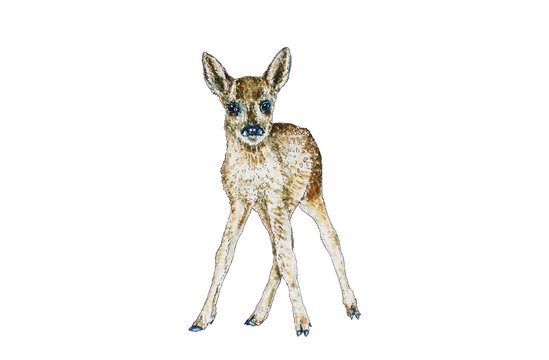 Illustration of baby roe deer in watercolor
